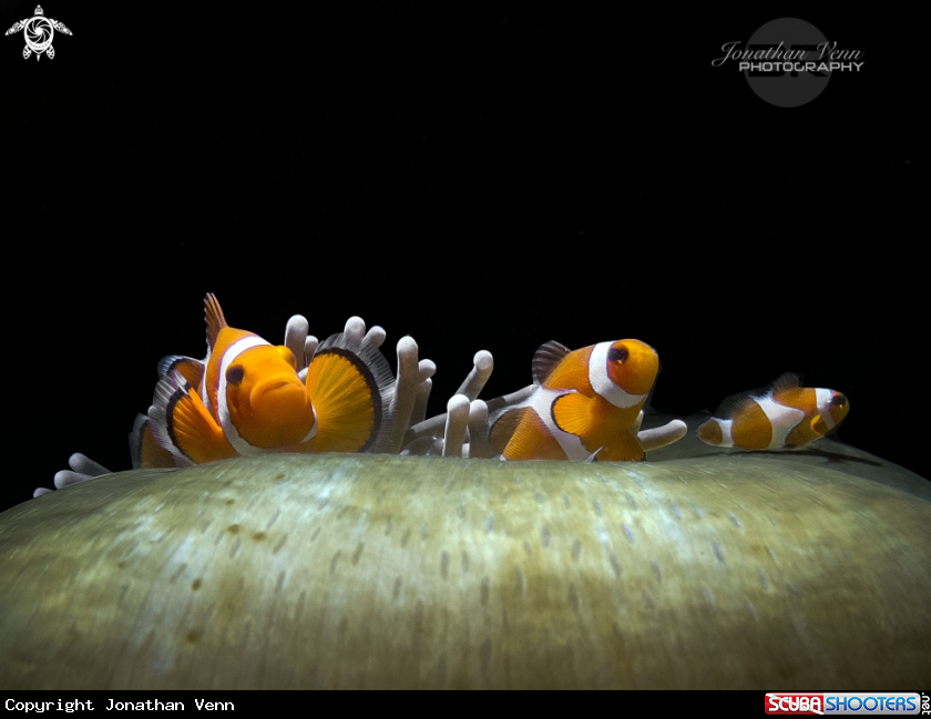 A Clark's Anemonefish