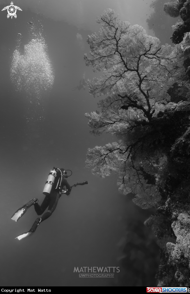 A Seafan