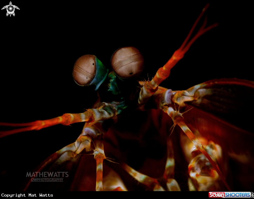 A Mantis Shrimp