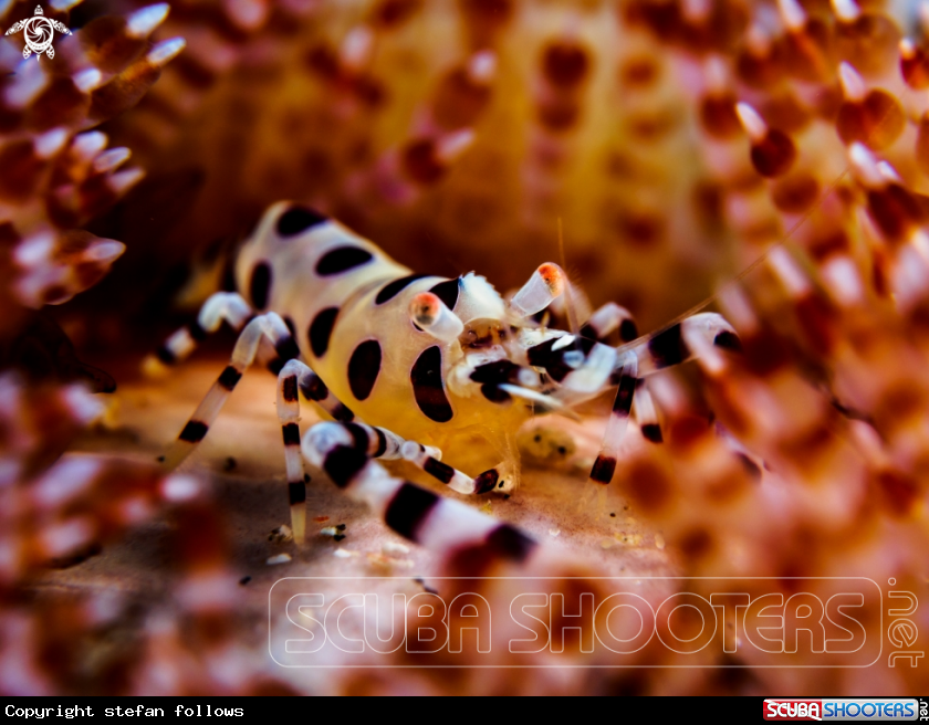 A Coleman Shrimp