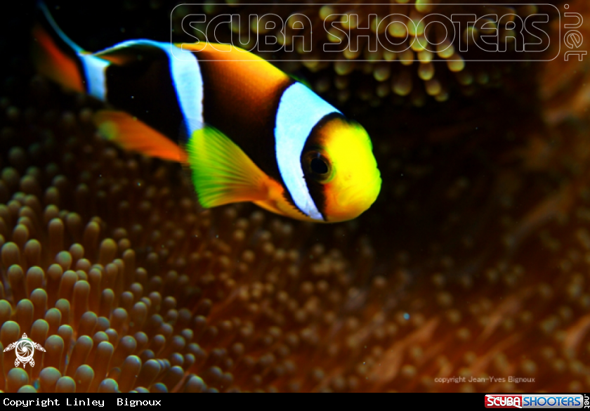 A Anemonefish