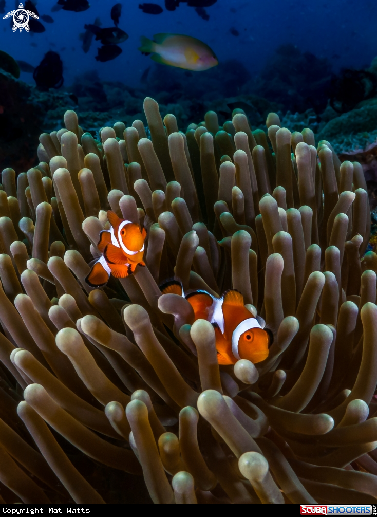 A Clown Fish