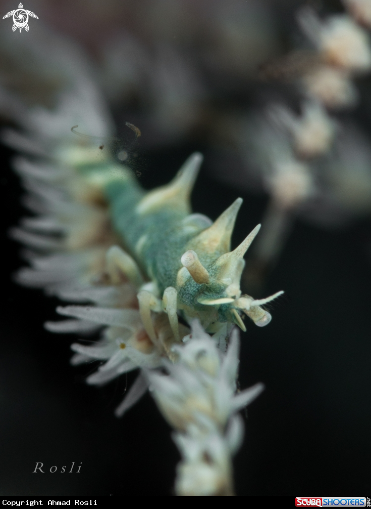 A Green Dragon Shrimp