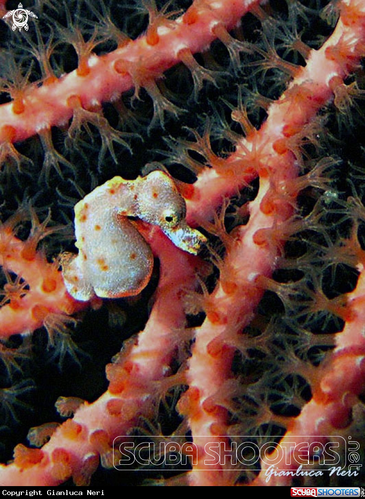 A Pigmy seahorse