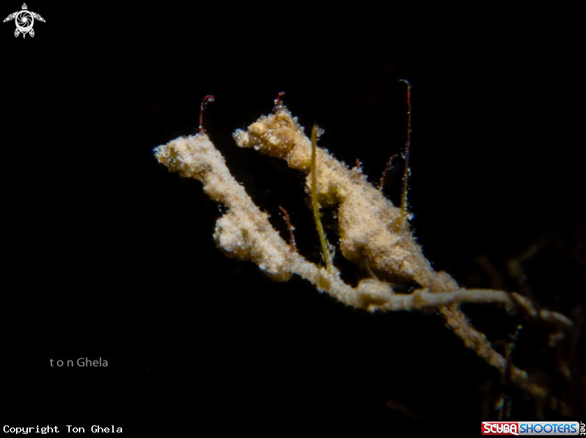 A Lembeh Sea Dragon
