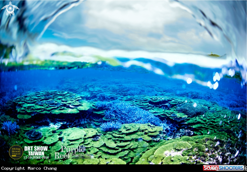 A reef