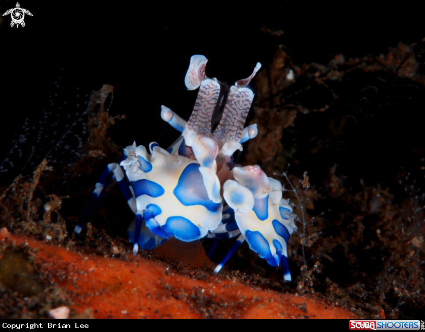 A Sea Star Shrimp