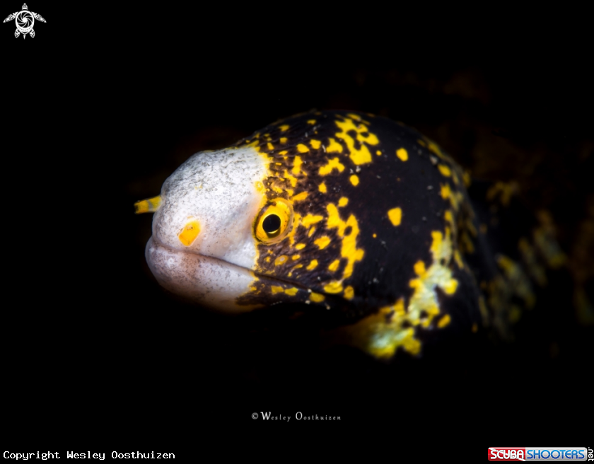 A Snowflake moray
