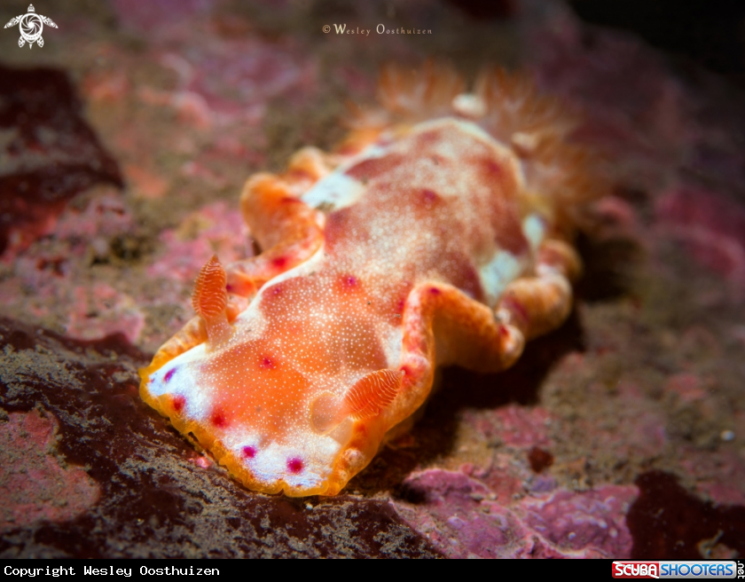 A Nudibranch