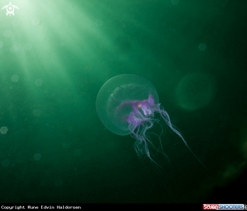 A Hydroid