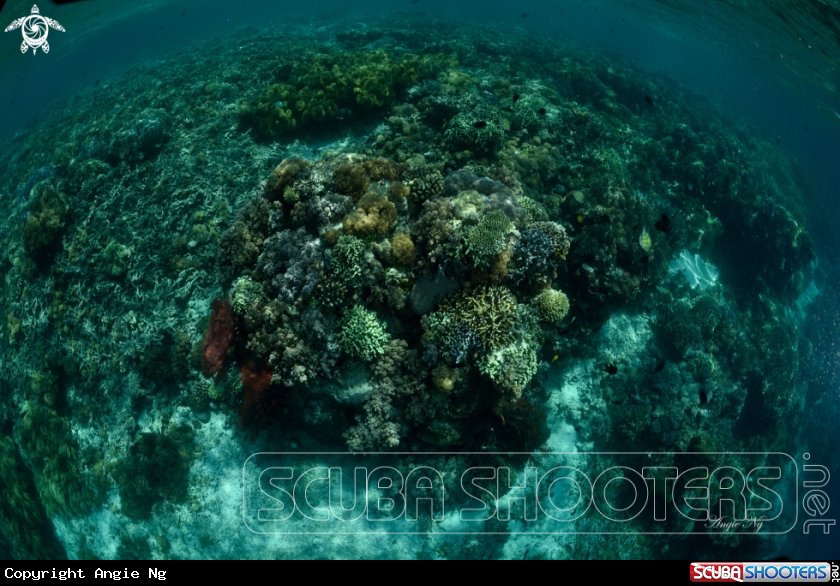 A coral reef