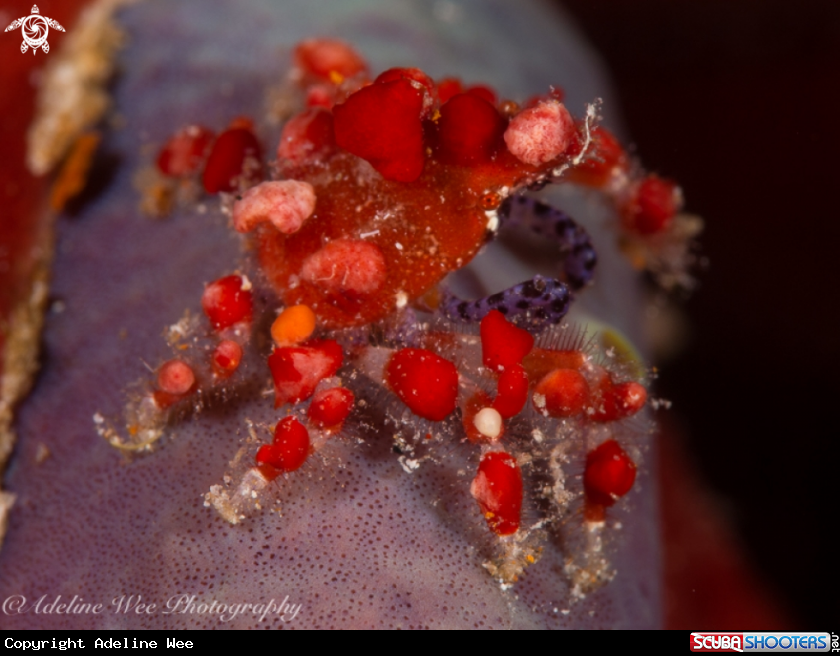 A Cryptic Teardrop Crab