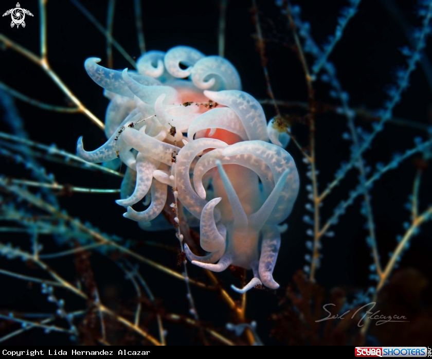 A Nudibranch