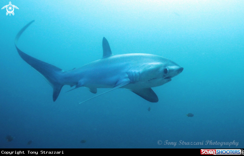 A Thresher shark