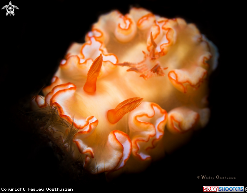 A Nudibranch