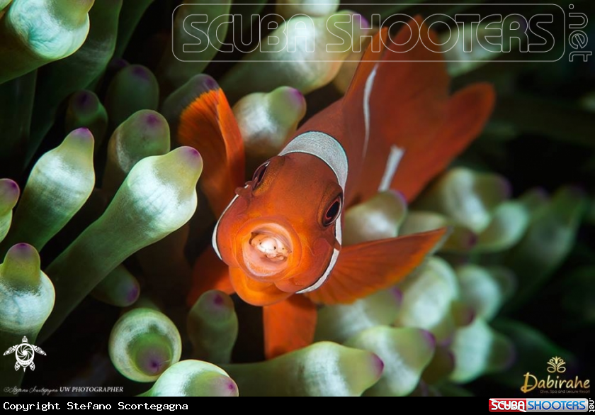 A Pesce Pagliaccio