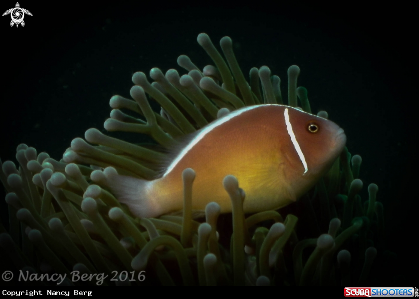 A Clownfish