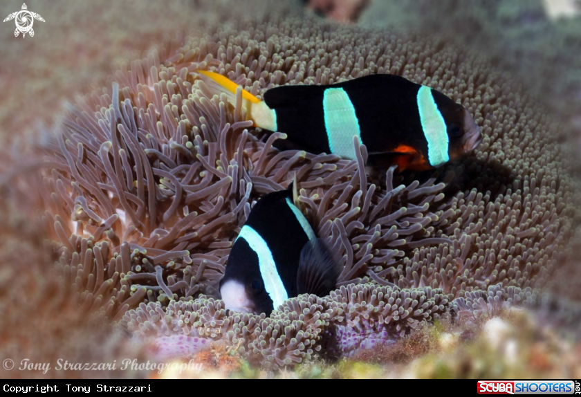 A Clark's clownfish