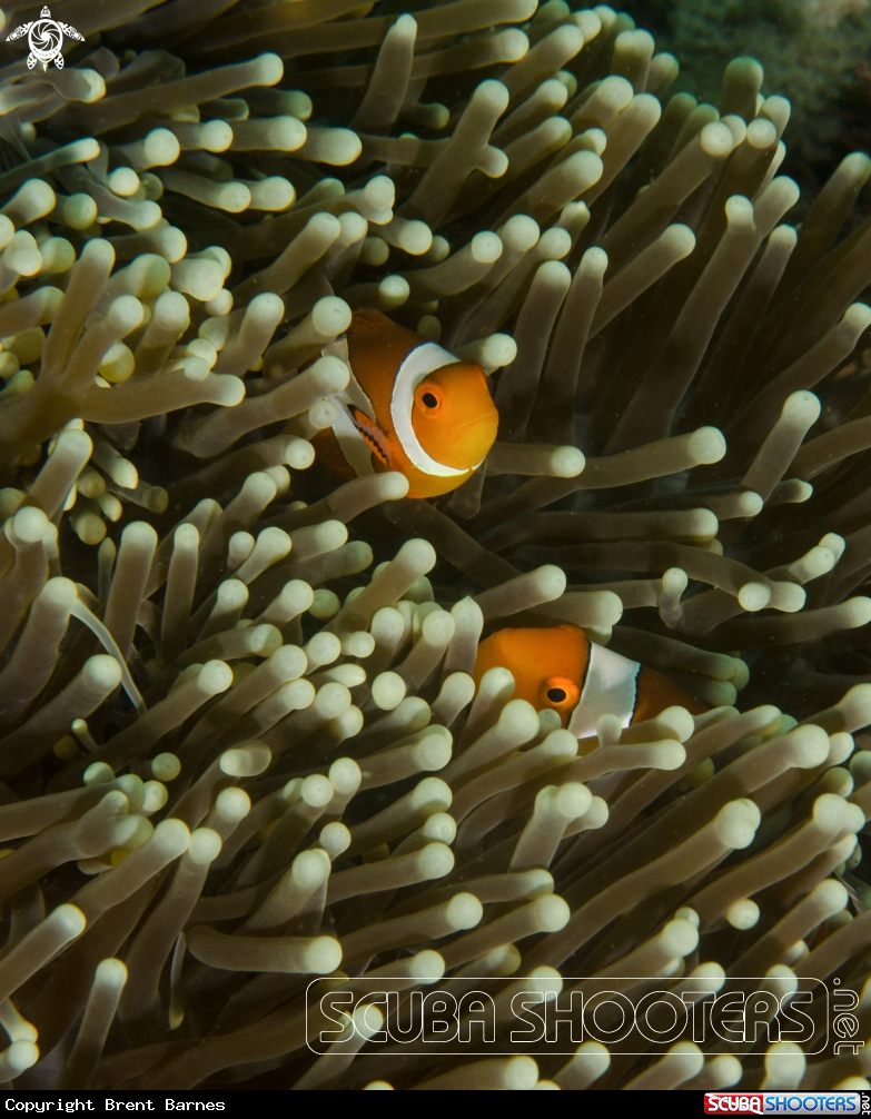 A Anemonefish