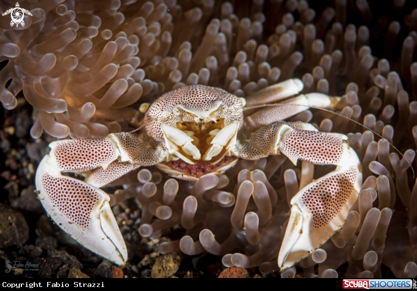 A porcelain crab