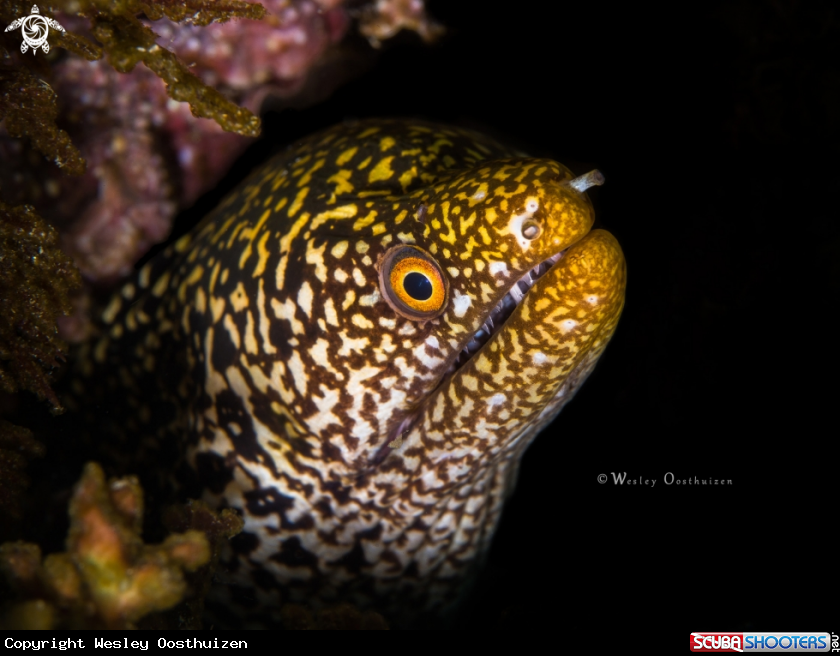 A Abbott's moray eel 