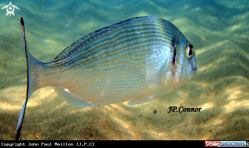 A Dorade royale