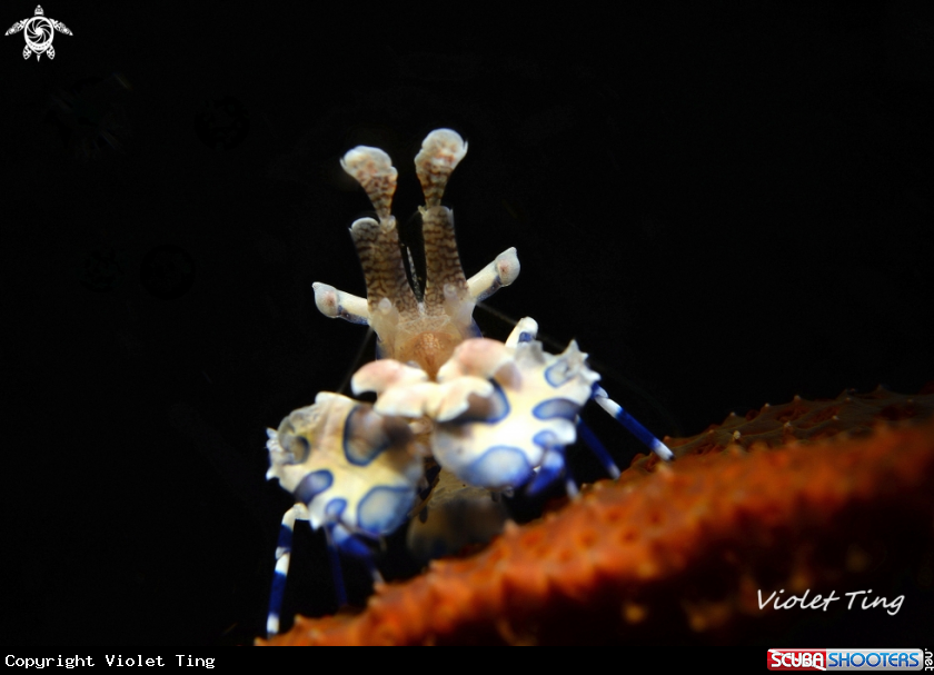 A Harlequin Shrimp