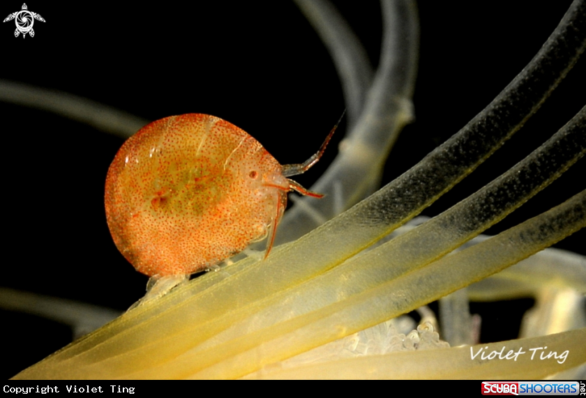 A Ladybug Amphipod