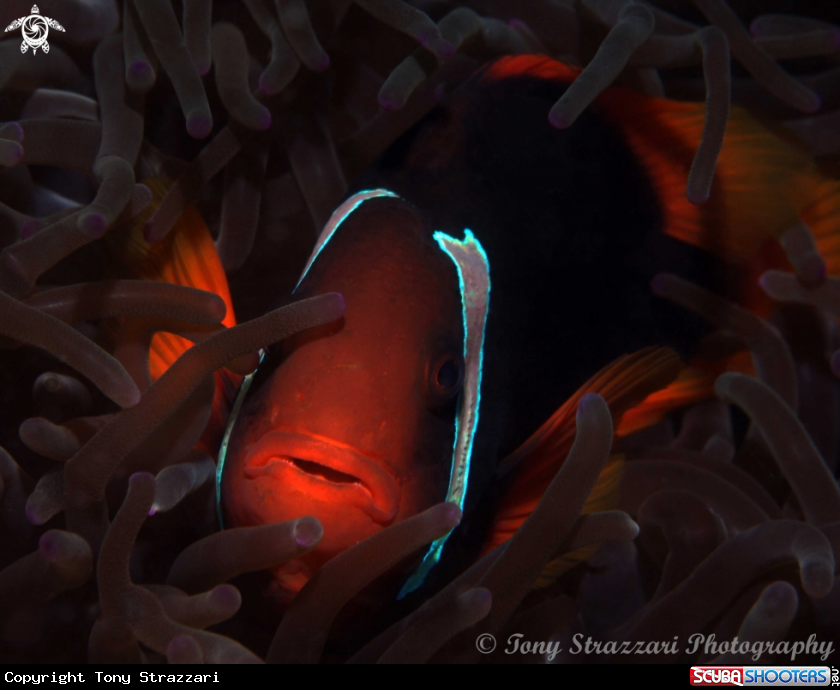 A Cinnamon clownfish