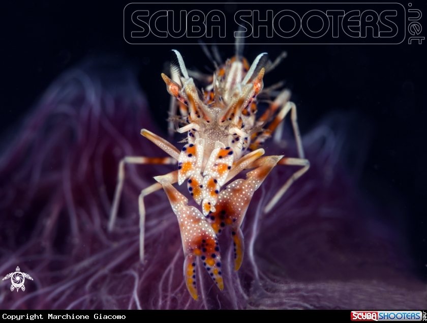 A Tiger shrimp