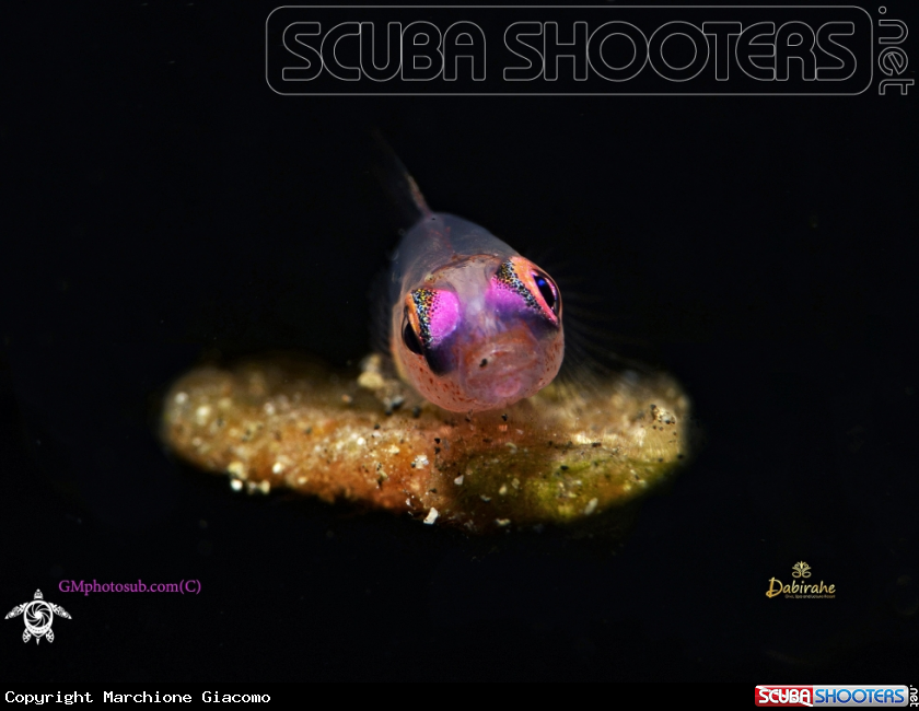 A Goby pink eyes