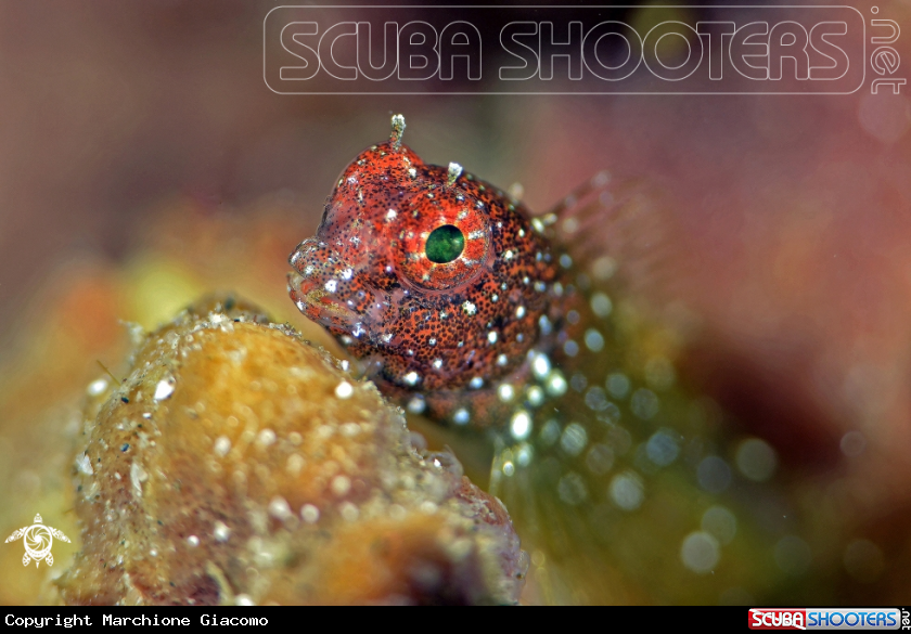 A Goby jewel