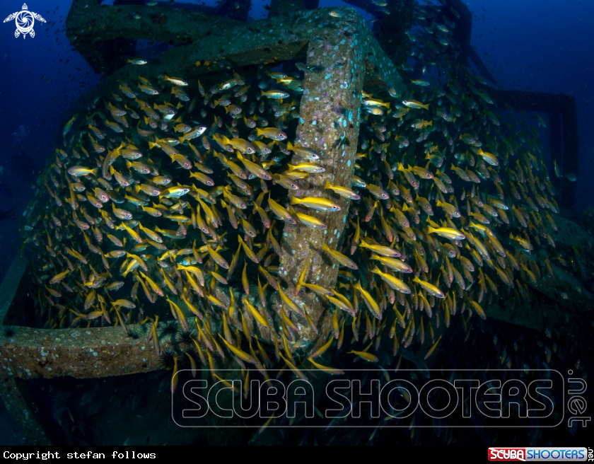 A Big Eye Snapper