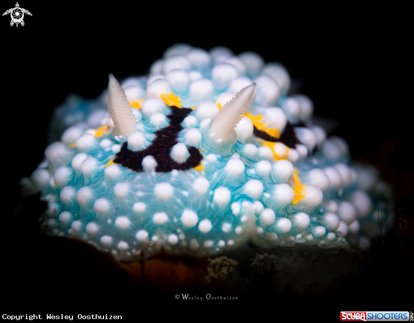 A Nudibranch