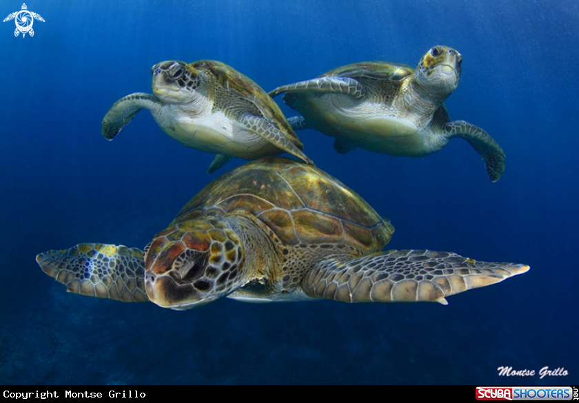 A Green turtle