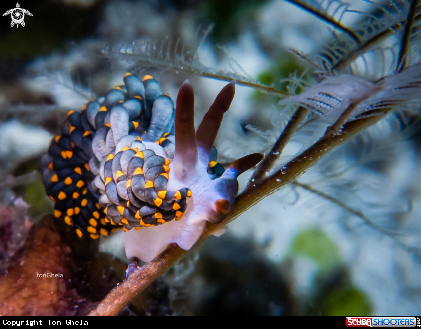 A Nudibranch