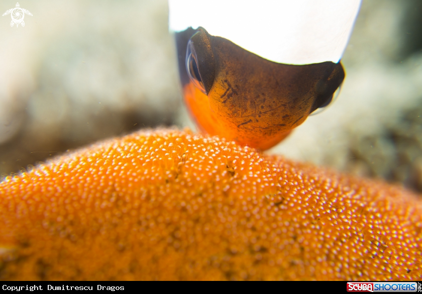 A Clark's Anemone fish