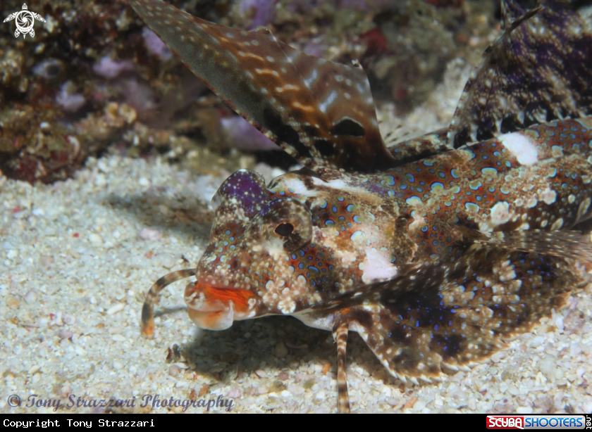 A Dragonet