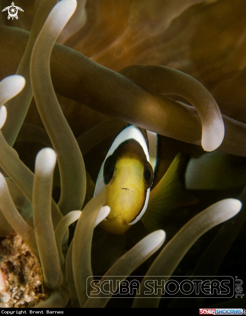 A Clownfish