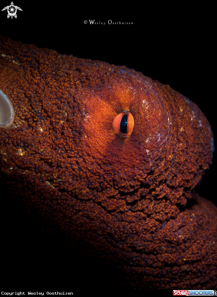 A Cyane's octopus