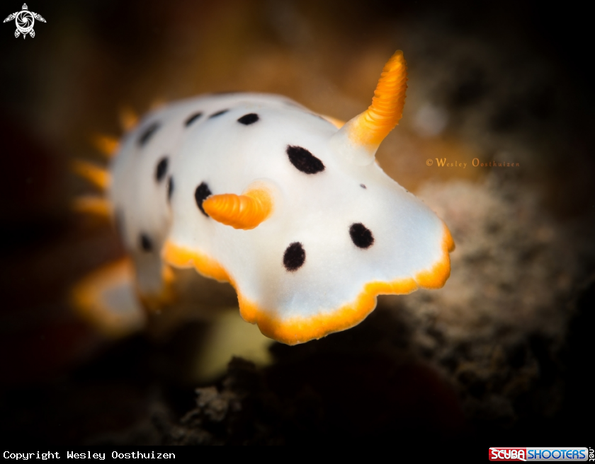 A Nudibranch