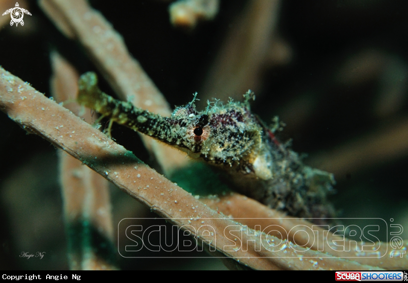 A LONG SNOUT STICK PIPEFISH
