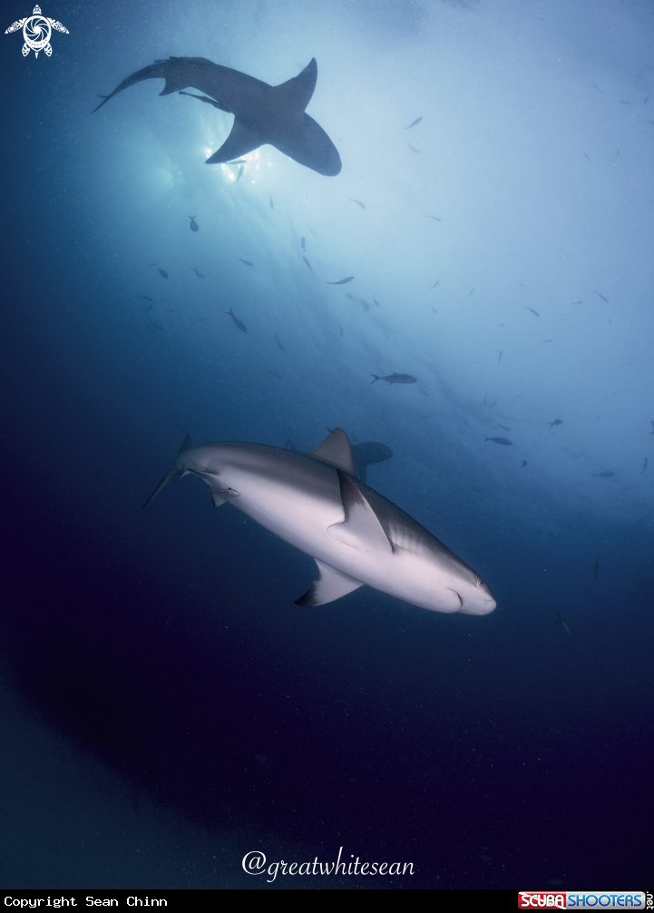 A Caribbean Reef Shark