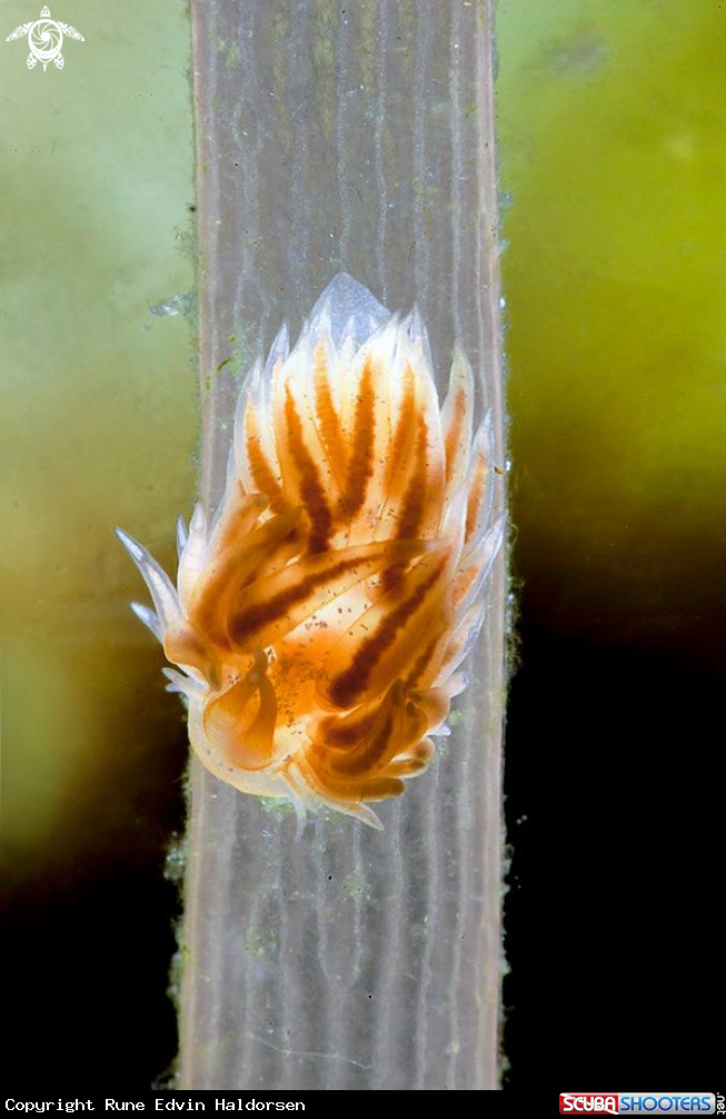 A Cumanotus beaumonti