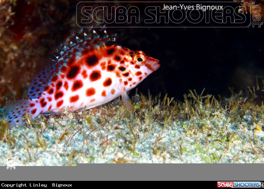 A Coral Hawkfish