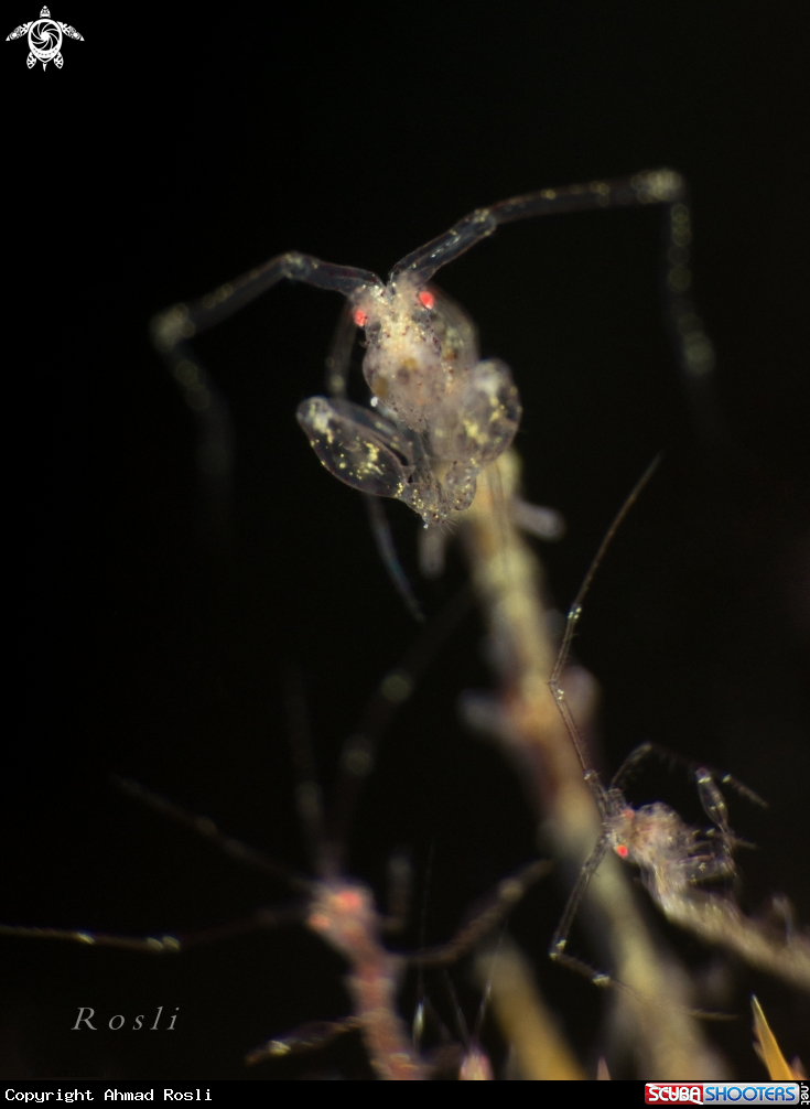 A Skeleton Shrimp