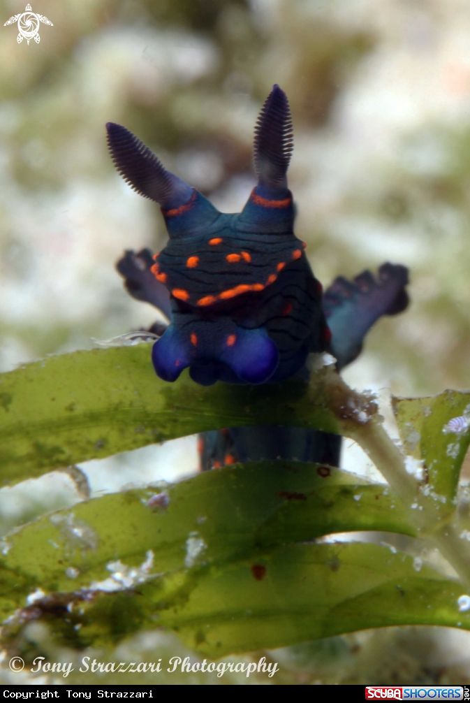 A Nembrotha (unidentified)