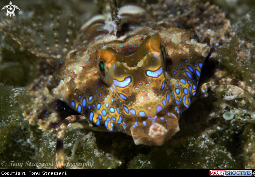 A Fingered Dragonet