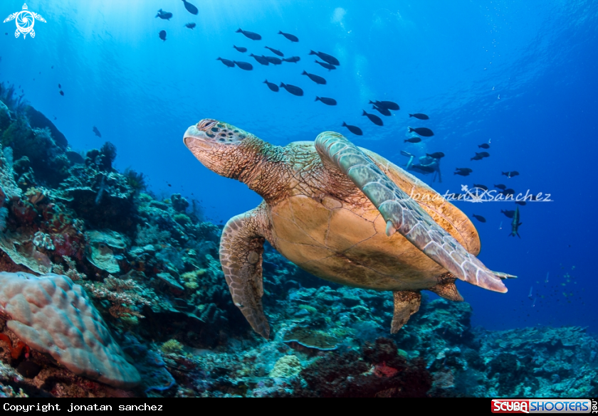 A Green turtle gliding on the reef