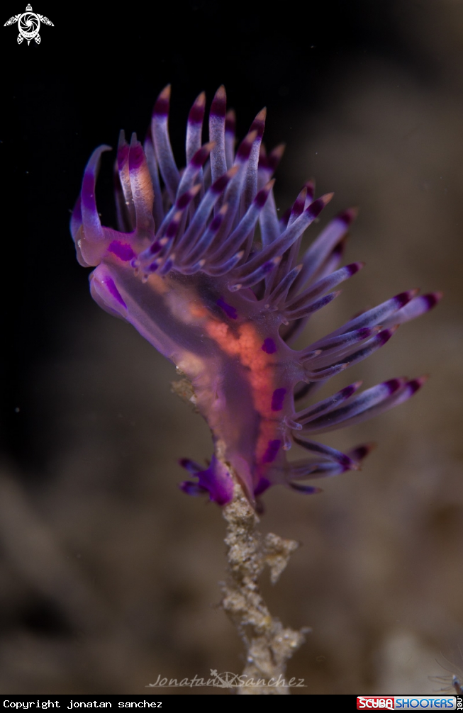 A flavelina